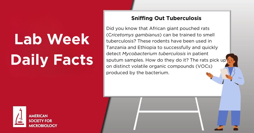 ASMicrobiology's tweet image. Is it possible to diagnose tuberculosis through smell? It is with the help of African giant pouched rats! Learn more in today’s #LabWeek daily fact. 

#ASMClinMicro #Lab4Life