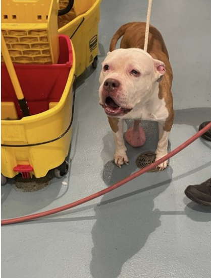NMBewitched's tweet image. #FridayMotivation 
#Pledge4Rescue 

Good Morning, 
Meet Gloria💔🚑
🚨Urgent Medical Rescue🚨
She has a tumor that hangs down from her belly 

Found alone on Bradford St
#Brooklyn 
On 3 Day Stray Hold 
#NYCACC #252809

But we can make a difference 
#Pledges 
#FostersSaveLives 

It