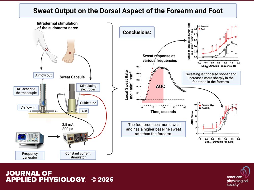 japplphysiol's tweet image. Research Article by GW Mack et al. (@BYU) #Sweat output on the #dorsalaspect of the #forearm and #foot 💪🦶
ow.ly/nrGF50YIS5P