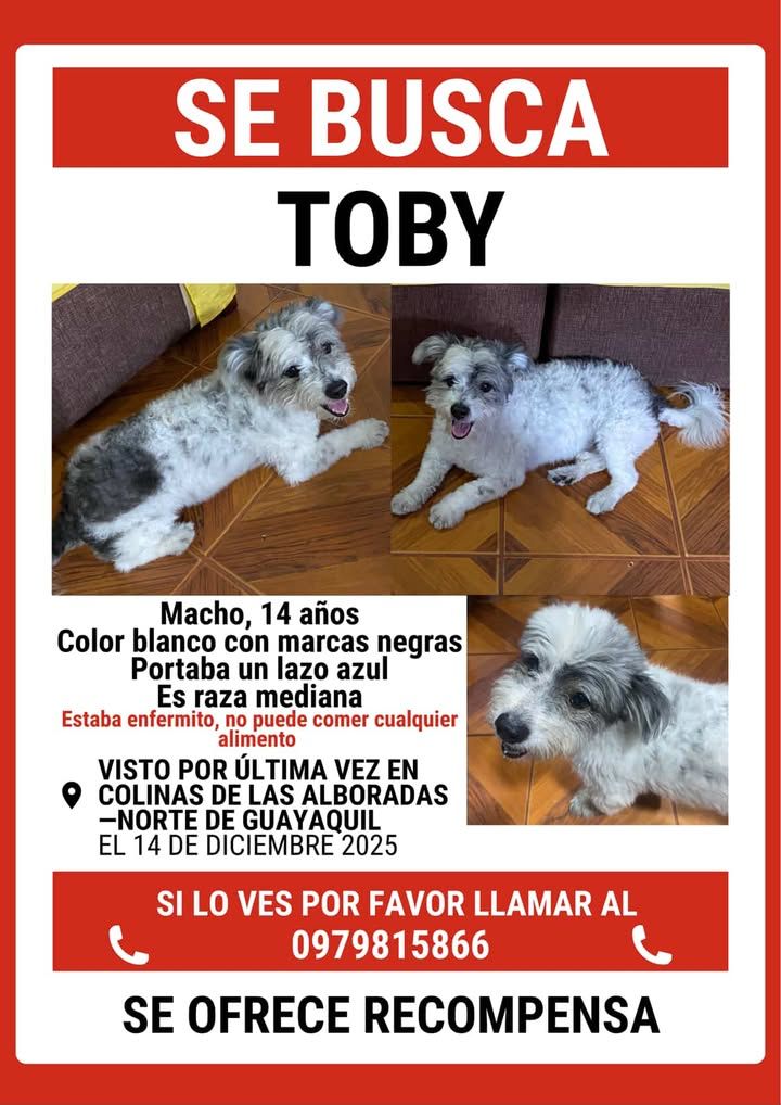 AlertaMePerdi's tweet image. *ACTUALIZACIÓN*
#PERDIDO #GUAYAQUIL
Nombre: #TOBY
Fecha: 14/12/25
Sector: Norte,Colinas de las Alborada Mz. 1827
Sexo: Macho
Raza: Mestizo
Obsv.: Pelaje blanco con manchas negras. Portaba un lazo azul
Contacto: 0991821945
SE OFRECE RECOMPENSA
#AlertaMePerdí