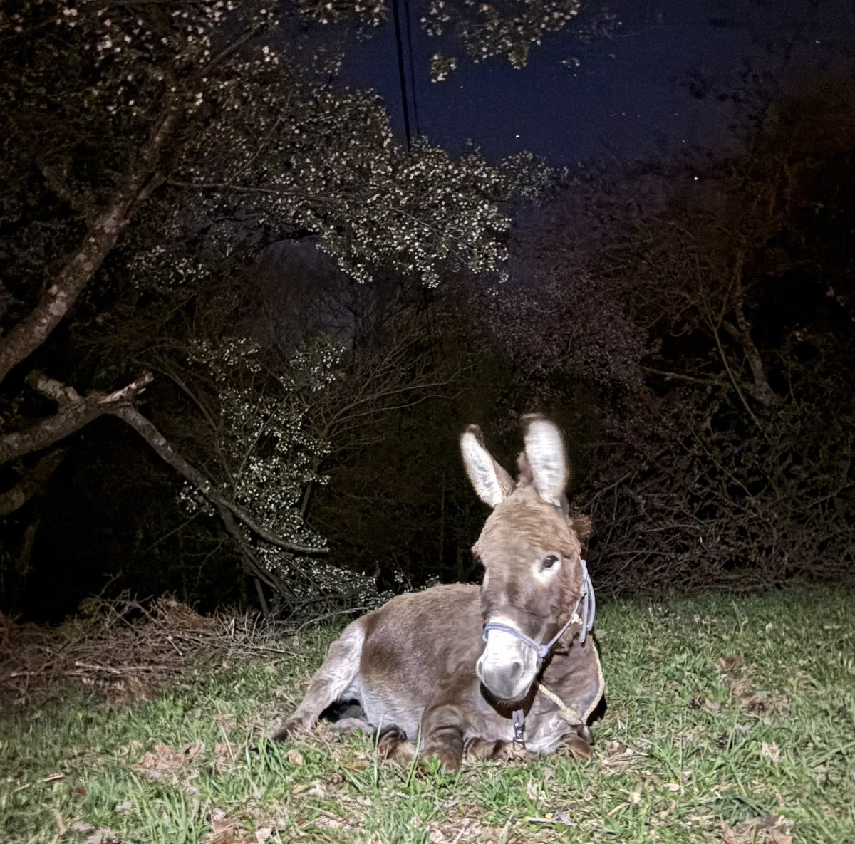 太郎丸 tweet media