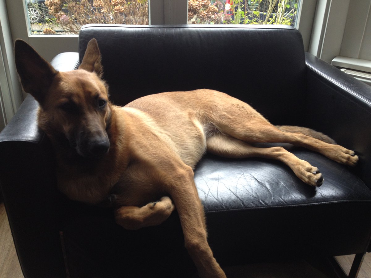 Superjan tweet media