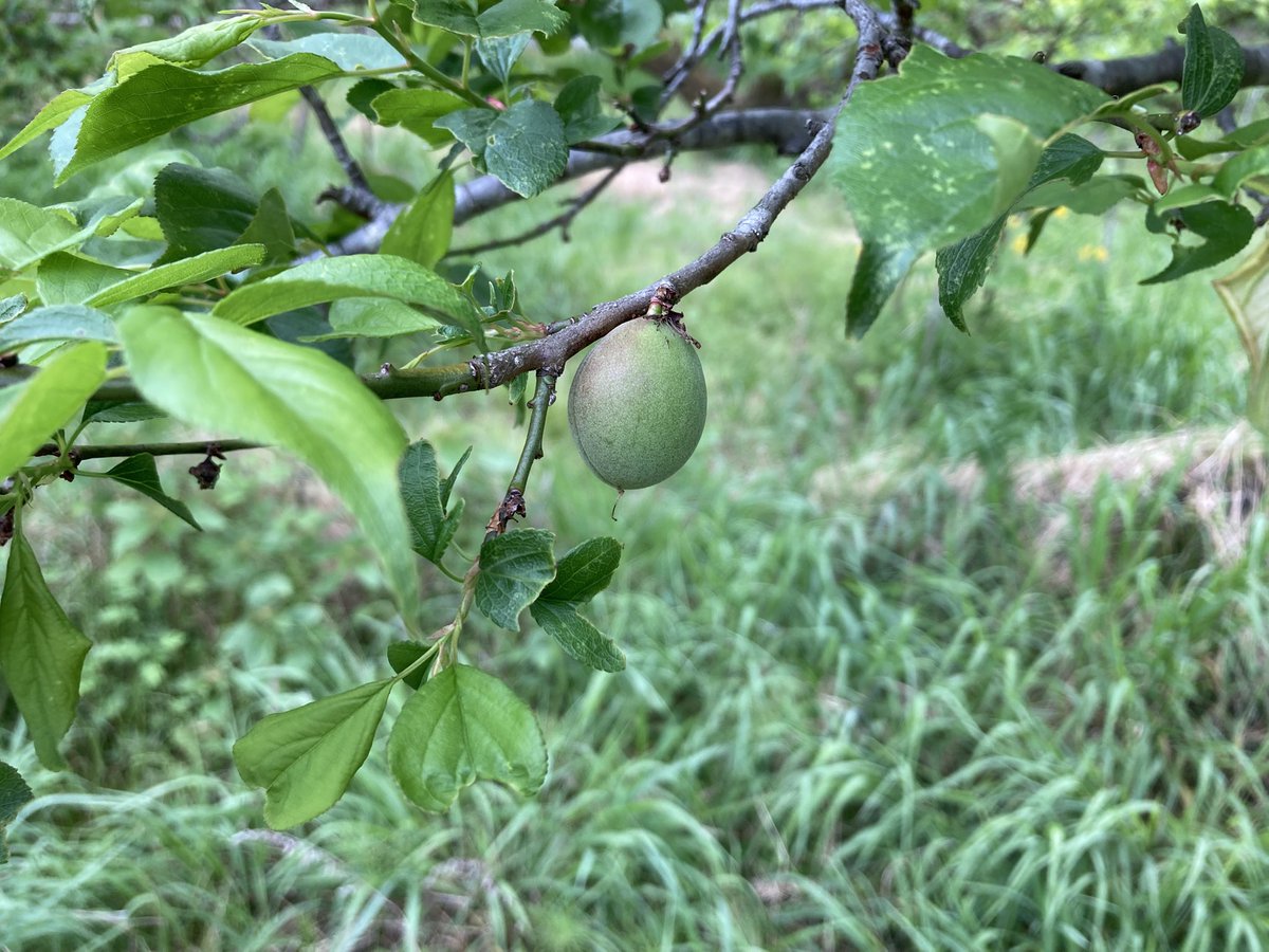 はらだみずき tweet media