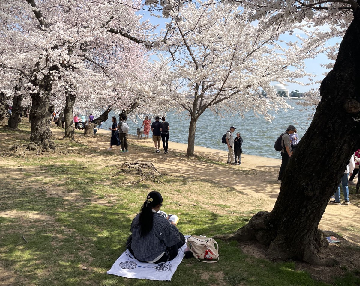 NationalMallNPS's tweet image. Happy #ArborDay! Of course, we celebrate trees on the National Mall year-round. From the spring blossoms on the cherry trees to the shady elms along the Reflecting Pool, we're proud to care for all the trees in the park. #WashingtonDC 🌳🌳🌳