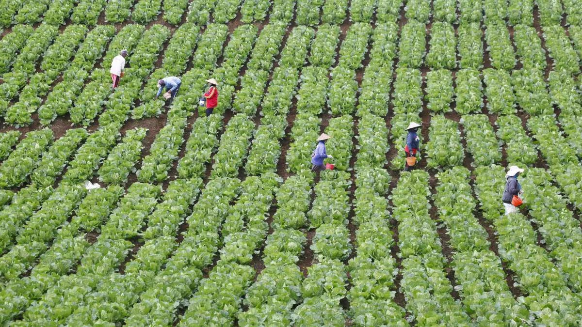 Indiagri's tweet image. FDI isn’t a magic fix for Indian agriculture. While it may boost efficiency, global evidence shows it can reduce farmer bargaining power, shift markets to corporate control &amp;amp; sideline small farmers. 

@AgriGoI 

#Agriculture #FDI #Farmers