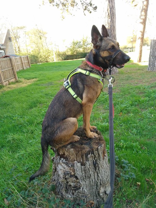 gsrescueelite's tweet image. Raffi is coming up to 3yrs old and this boy loves to be with people so is really struggling in kennels. Raffi can live with older kids but would like to be the only pet in the home please 
#dogs #germanshepherd #Essex 
gsrelite.co.uk/raffi/