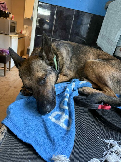 gsrescueelite's tweet image. Raffi is coming up to 3yrs old and this boy loves to be with people so is really struggling in kennels. Raffi can live with older kids but would like to be the only pet in the home please 
#dogs #germanshepherd #Essex 
gsrelite.co.uk/raffi/