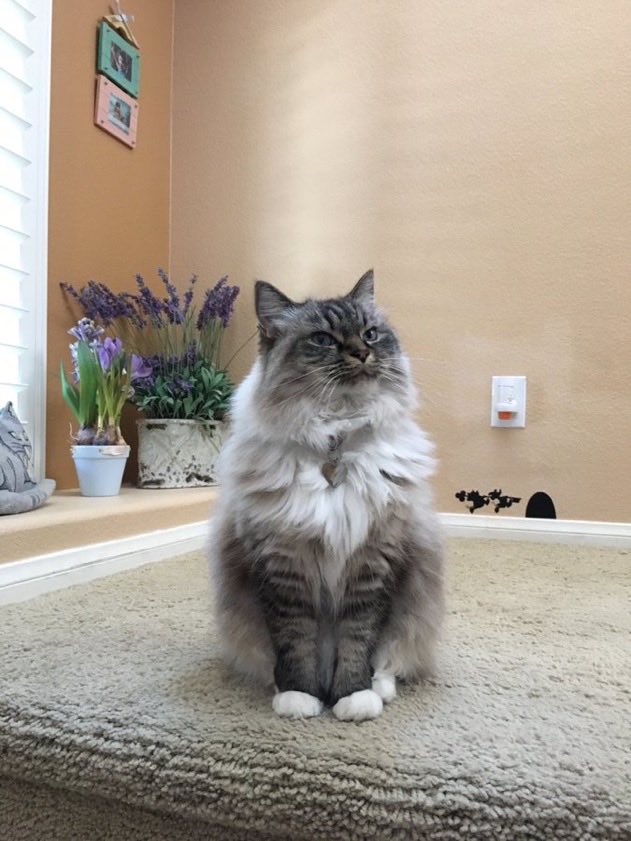 Write2Fite's tweet image. I am the feline
That found a stray
Rescued Aspen in decline
So we could enjoy the today

I am the one
Who likes to purr
Because everyday we’ve won
By living &amp;amp; leaving a trail of ‘fur’vor

I am the light
Named Hermione
So her pen can write
We are a family
#BraveWrite #vss365 #cats