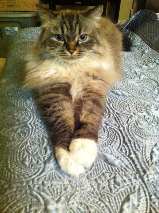 Write2Fite's tweet image. I am the feline
That found a stray
Rescued Aspen in decline
So we could enjoy the today

I am the one
Who likes to purr
Because everyday we’ve won
By living &amp;amp; leaving a trail of ‘fur’vor

I am the light
Named Hermione
So her pen can write
We are a family
#BraveWrite #vss365 #cats