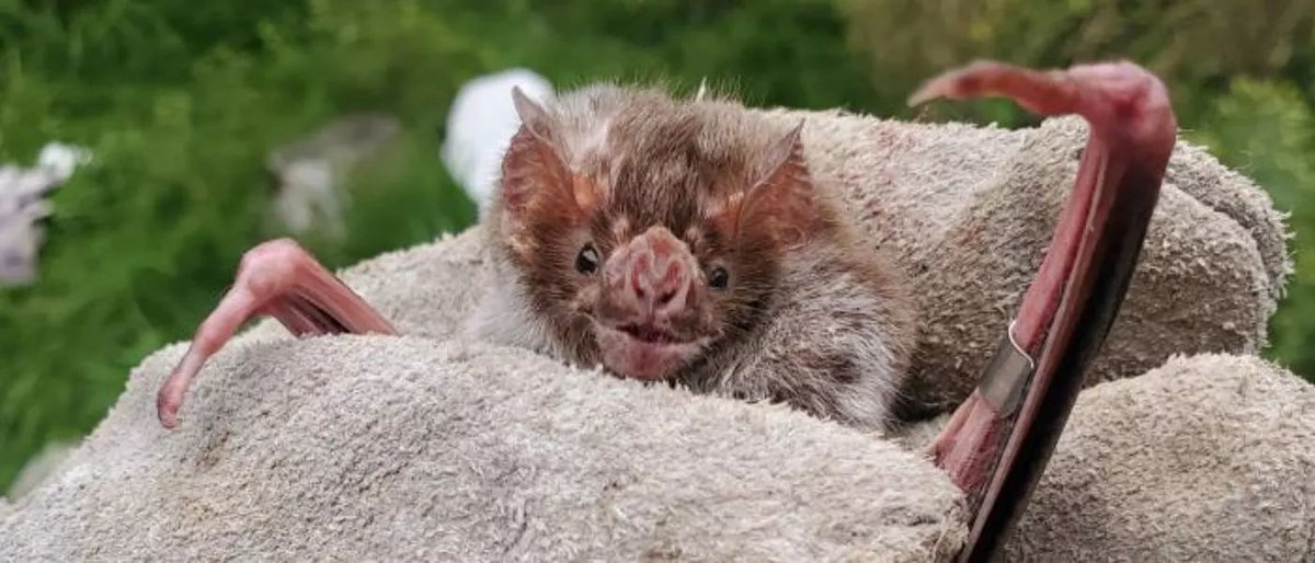 UofGMVLS's tweet photo. Tackling vampire bat rabies transmission 🦇 

Rabies is regarded globally as the most lethal of the infectious diseases and left untreated, it leads to almost-certain death in people who are unvaccinated. https://t.co/8lzJFIZHHd