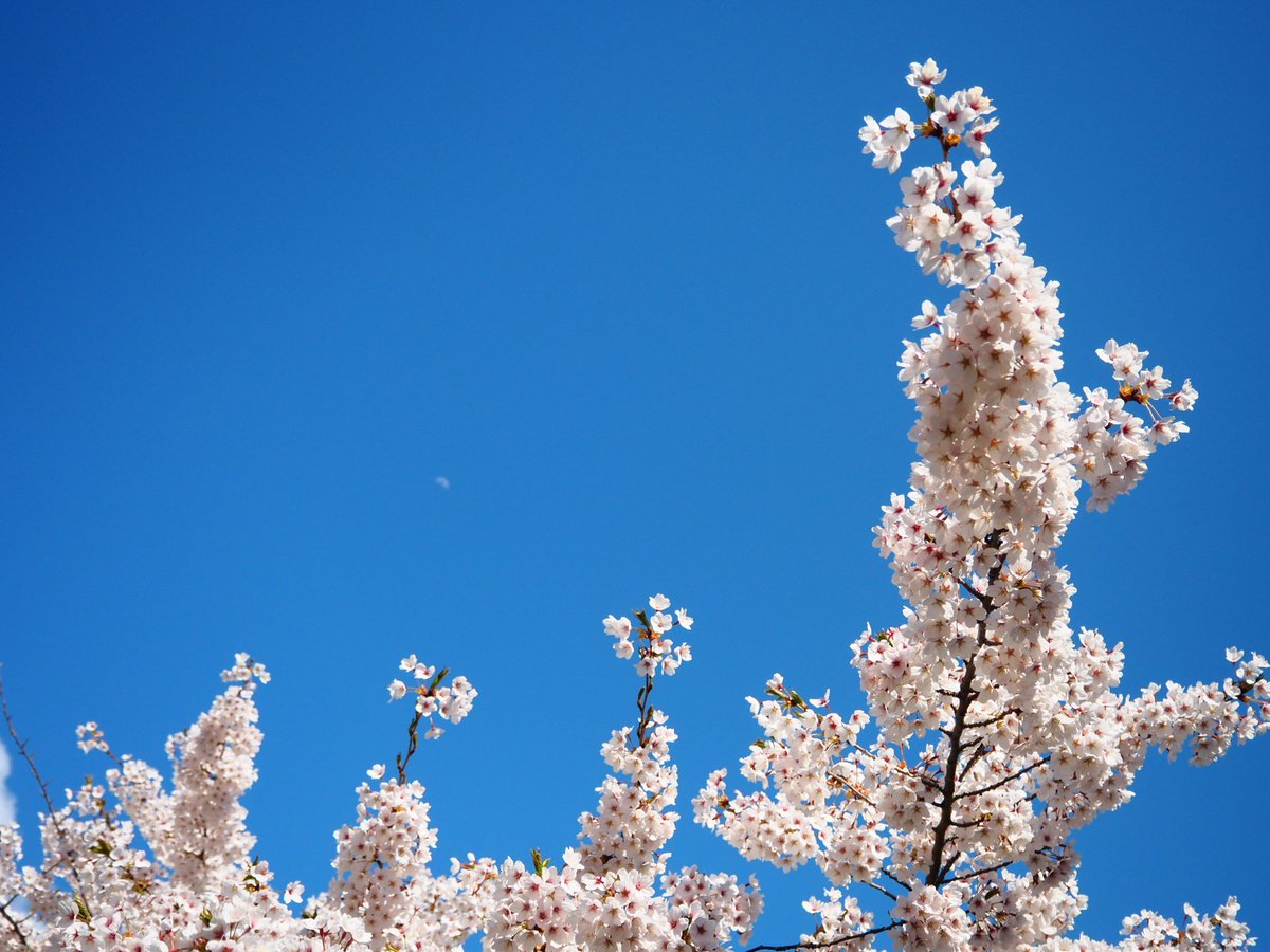 mo52colour_s's tweet photo. Spring https://t.co/Lq5sbay2bb