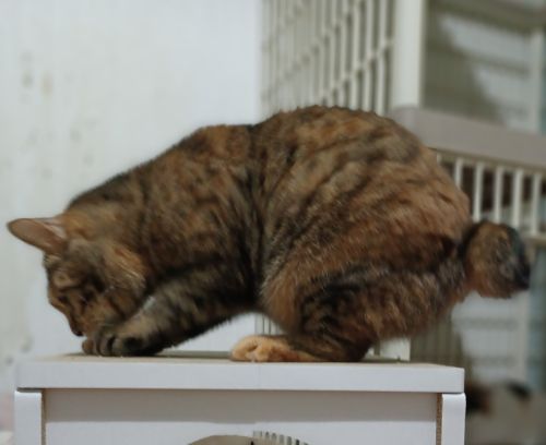 あずかりねこのへや tweet media