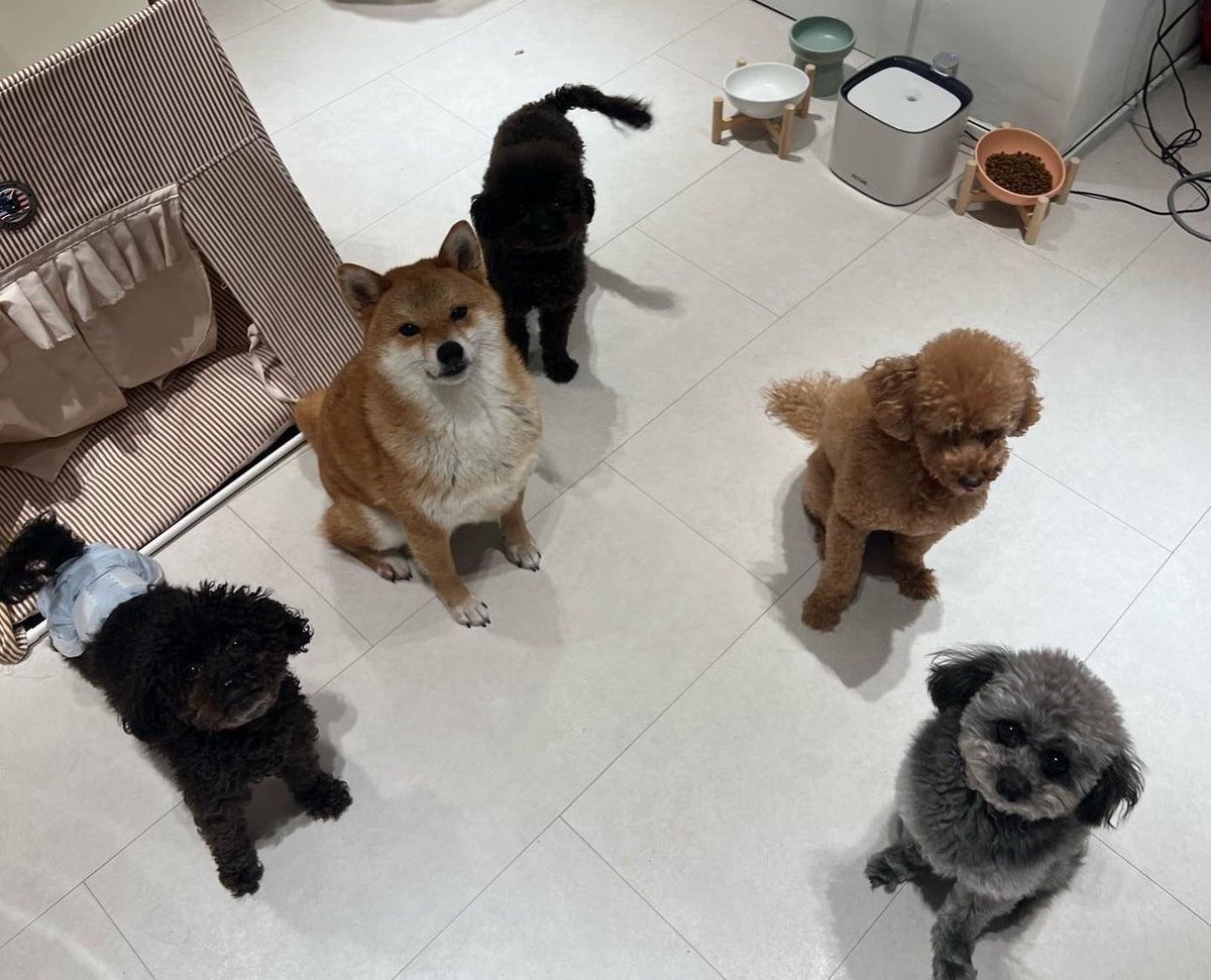 想念狗狗們了🤎
還有狗狗們的媽咪和阿嬤🫠