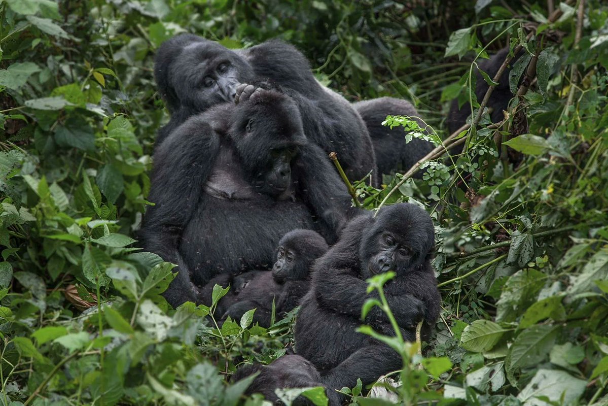 AmaraShanne's tweet image. Uganda is unique. It homes gigantic mountain gorillas. Powerful and Rare.  
They live in tight families led by silverbacks who protect, guide, and command respect, with fierce loyalty.  
With 27 habituated groups in Bwindi and Mgahinga.
#VisitUganda #MountainGorillas