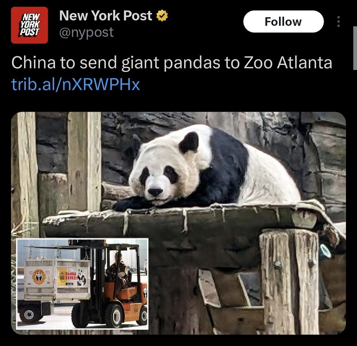 Ping Ping and Fu Shuang tweet media