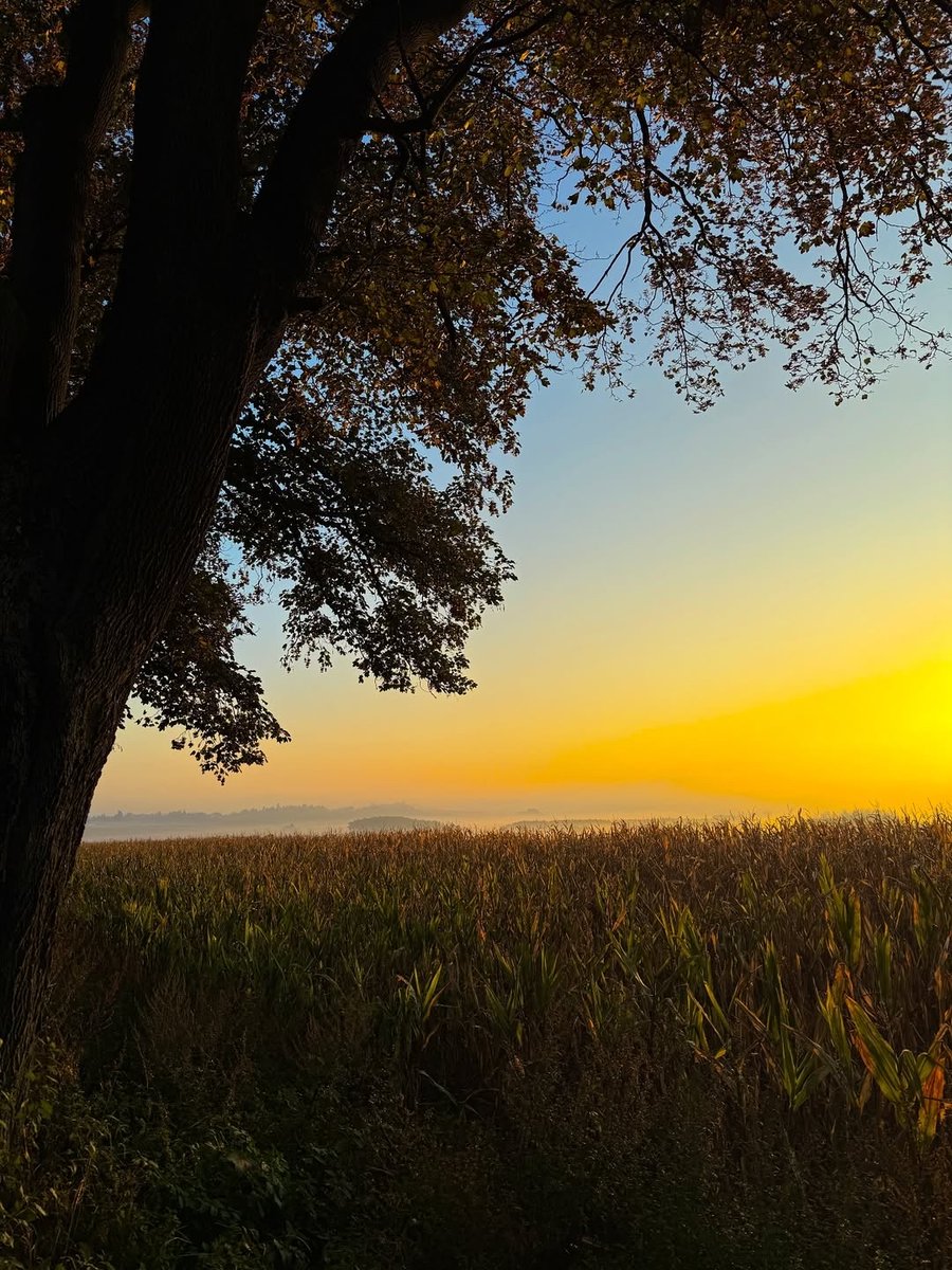 Maureen Parkinson tweet media