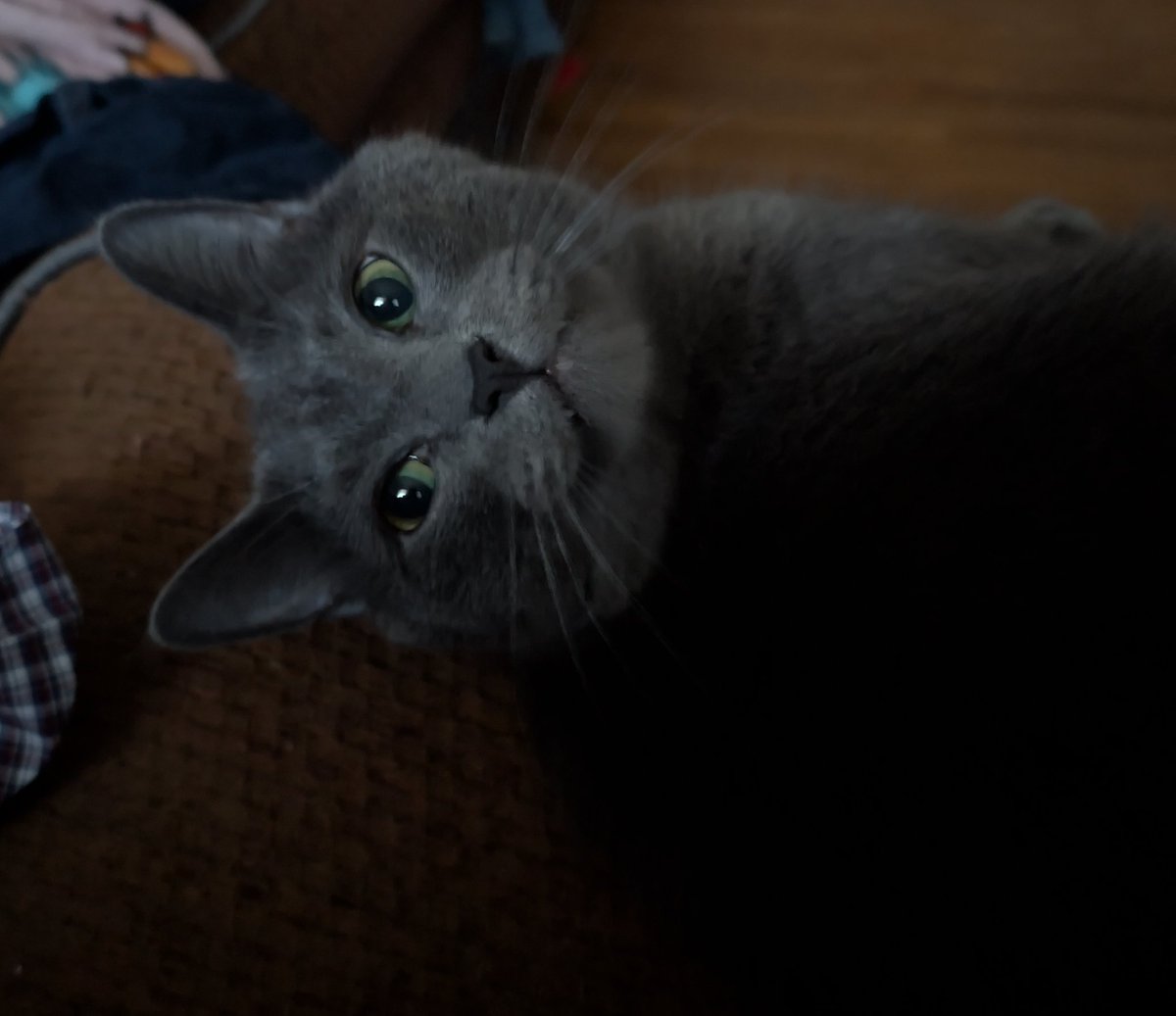 I said "Dumpling I love you" and he turned and looked at me like this 🥺