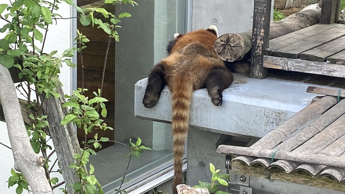 周南市徳山動物園(公式) tweet media