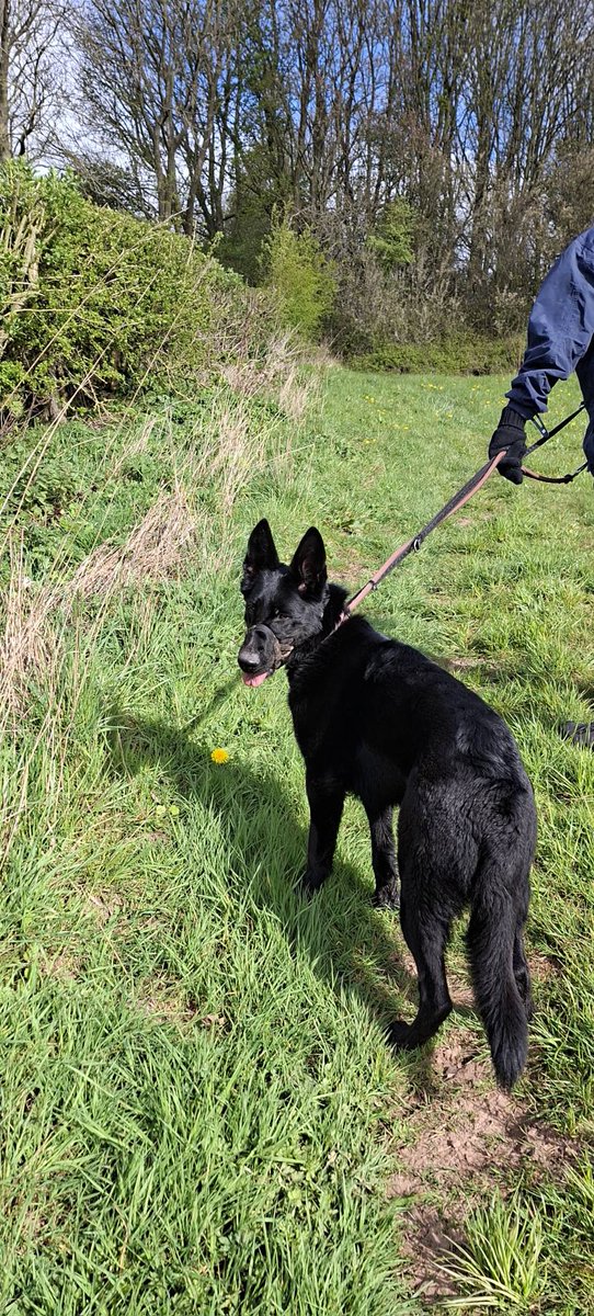 gsrescueelite's tweet image. Lola is 4yrs old and she is looking for a child and pet free home. Lola did find a home where she thrived but sadly came back due to a change in circumstances 
#dogs #germanshepherd #Notts 
gsrelite.co.uk/lola-12/
