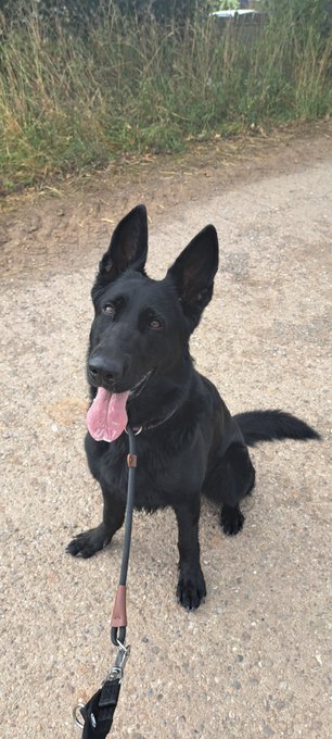 gsrescueelite's tweet image. Lola is 4yrs old and she is looking for a child and pet free home. Lola did find a home where she thrived but sadly came back due to a change in circumstances 
#dogs #germanshepherd #Notts 
gsrelite.co.uk/lola-12/