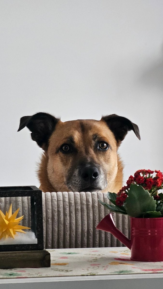 Harry Hensler tweet media