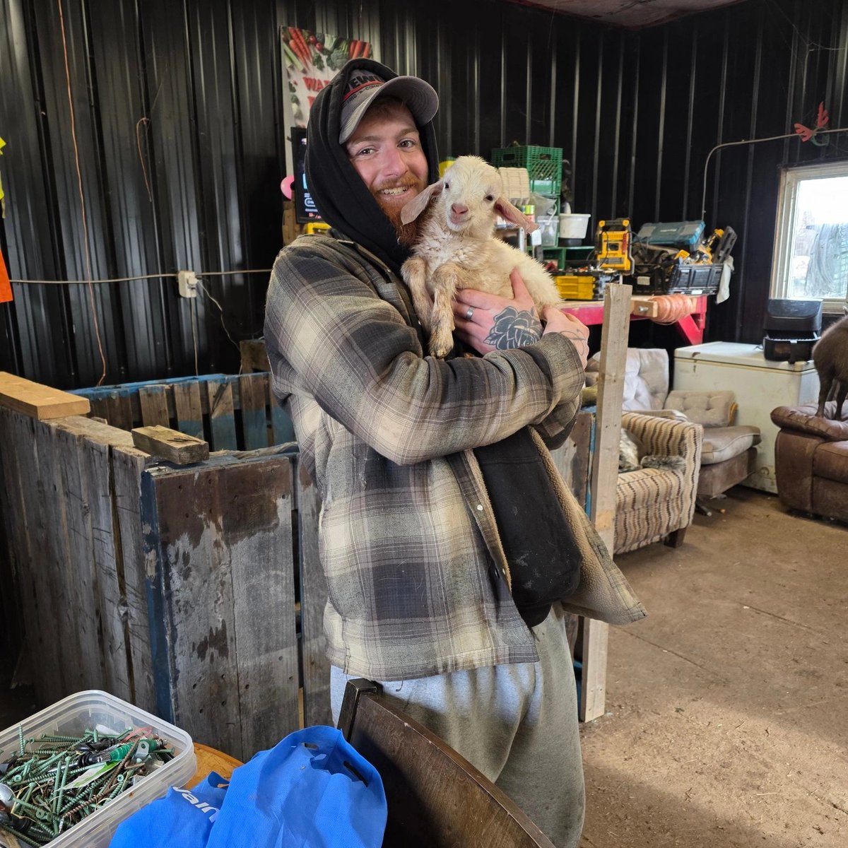 idilaberentur's tweet image. #baby #goat #farming #wayoflife