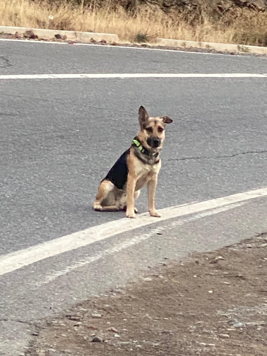 🆘🆘🆘 #CuestaBarriga 🙏 Perdido o Abandonado, desorientado y asustado con collar, por si lo buscan o lo pueden Ayudar 👇