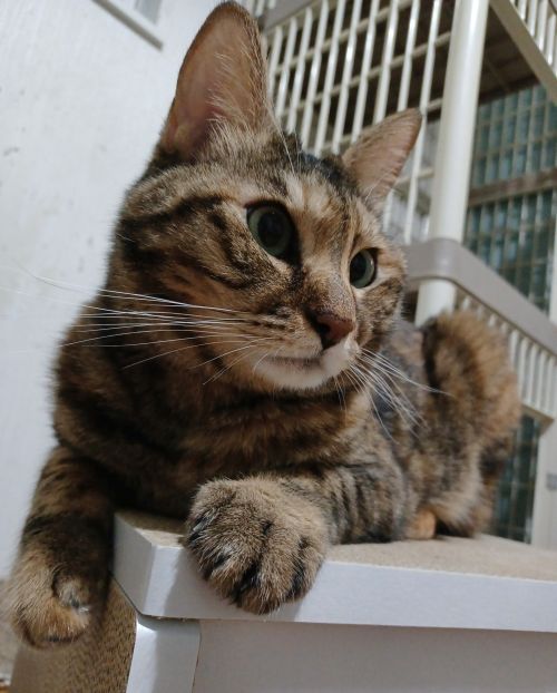 あずかりねこのへや tweet media