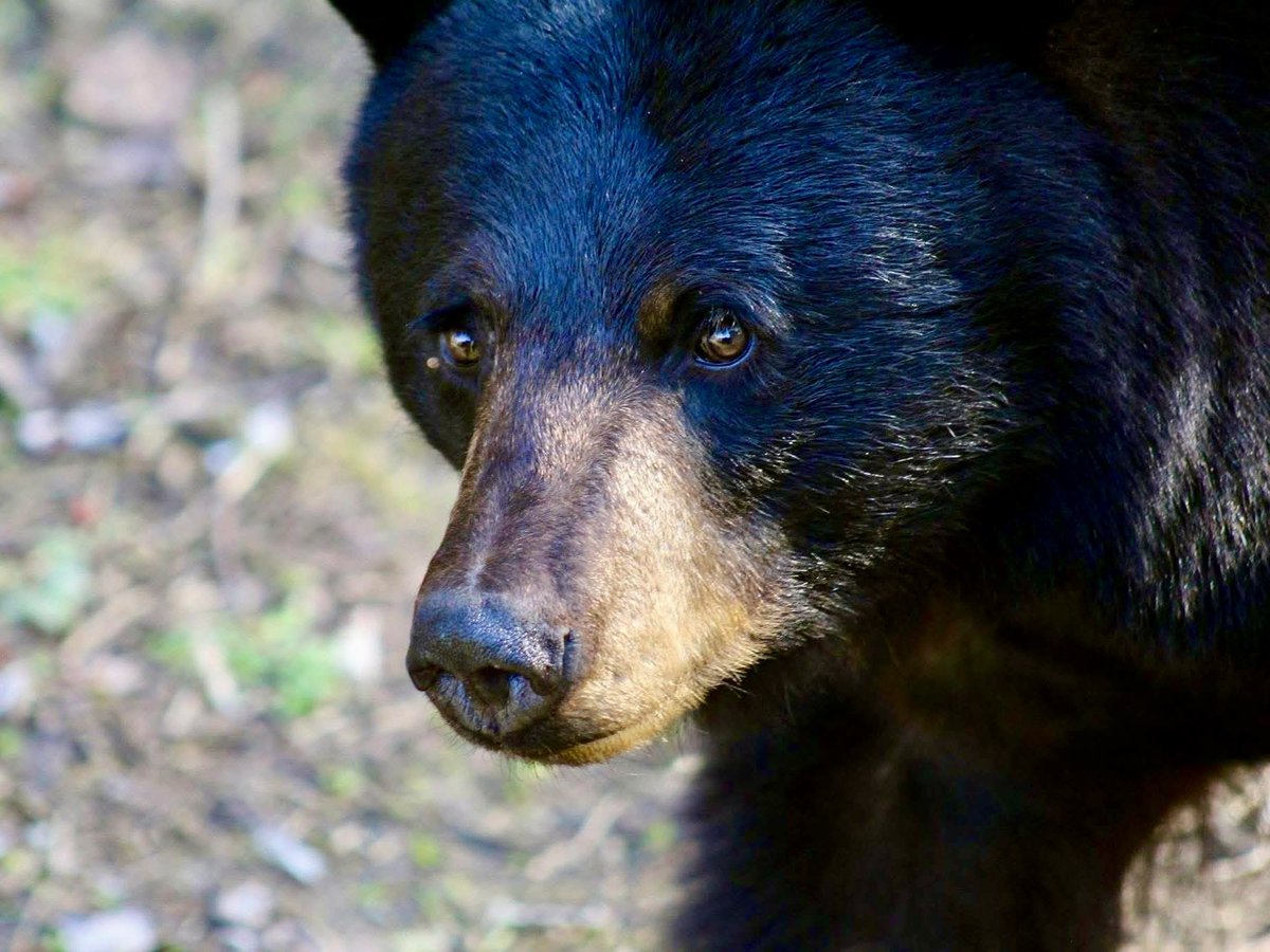 BryanMarquard's tweet image. Let's begin #fallbackfriday with my best photo of Mink, from nine years ago today. Neither of us meant to be so close that you can see a tick bite swelling under her right eye. I was on the back deck when she walked past. #WildlifePhotography @NHSierraClub