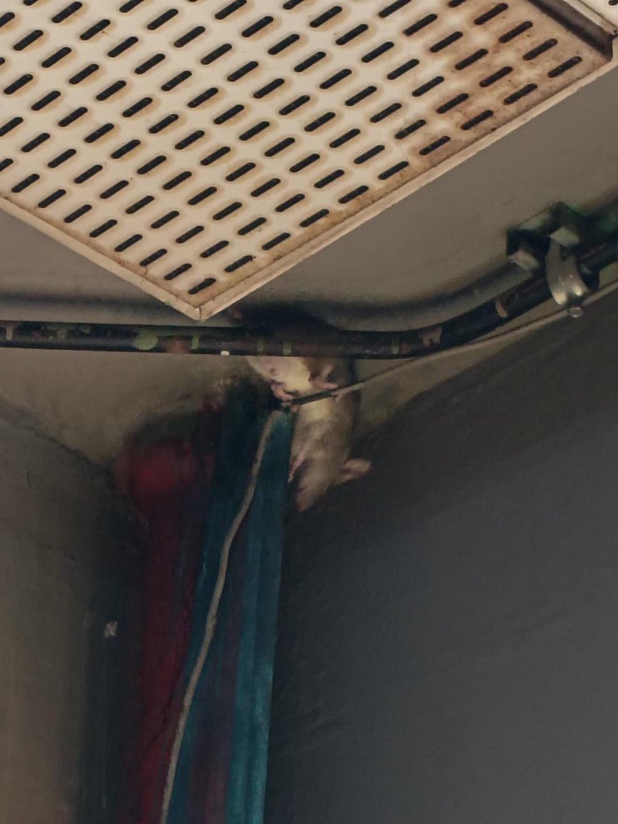 Tomas Diaz Cueto tweet media