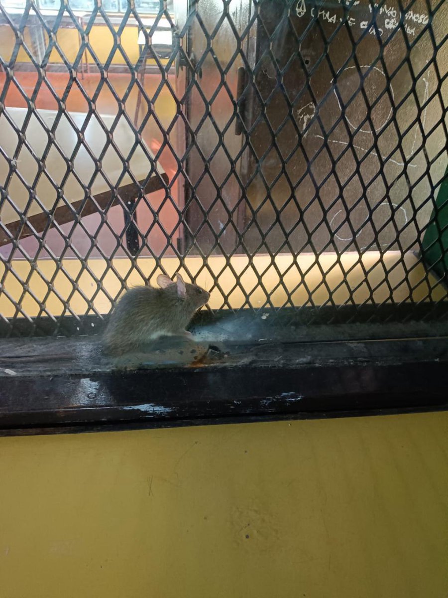 Tomas Diaz Cueto tweet media