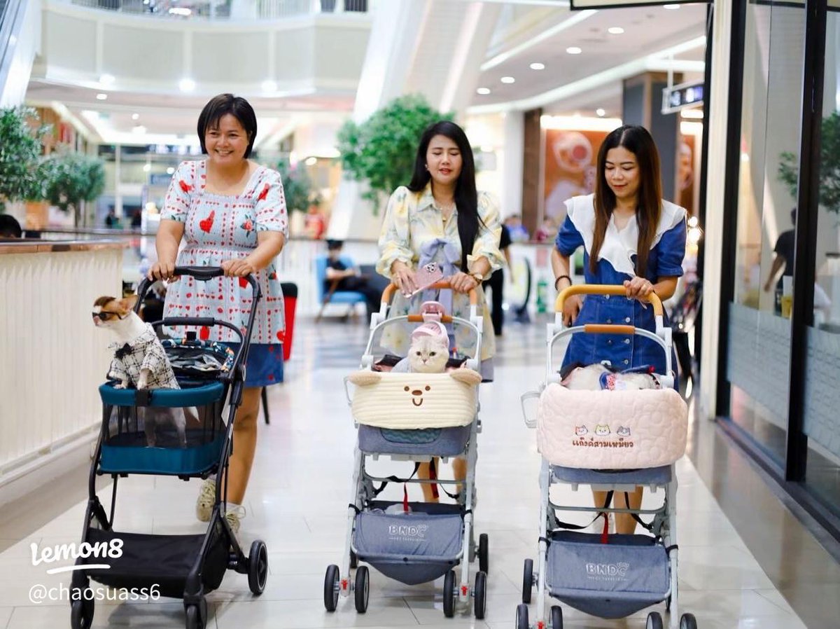 bbberrynet's tweet image. 🐶 รวม 61 ห้างหมาเข้าได้ กรุงเทพฯ

อัปเดต 2569 ล่าสุด  
มีเยอะกว่าที่คิดมาก!

👉 dogthailand.net/thread-66173-1…

#หมาเข้าได้ #PetFriendly #DogThailand