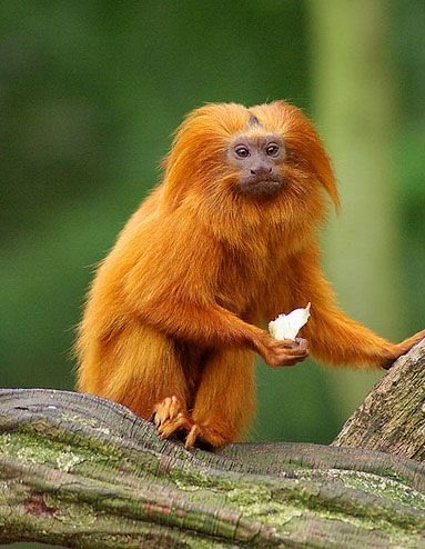 Amora333_'s tweet photo. @Nebazanas Sim, acho que a maior parte deles concentra-se na floresta amazônica. Mas em algumas regiões de matas pelo Brasil conseguimos encontrar algumas espécies.  Aqui está algumas fotos. Uma curiosidade: o macaco dourado (mico Leão dourado) estampa a nossa cédula de 20 reais. https://t.co/1s8y3i6kir