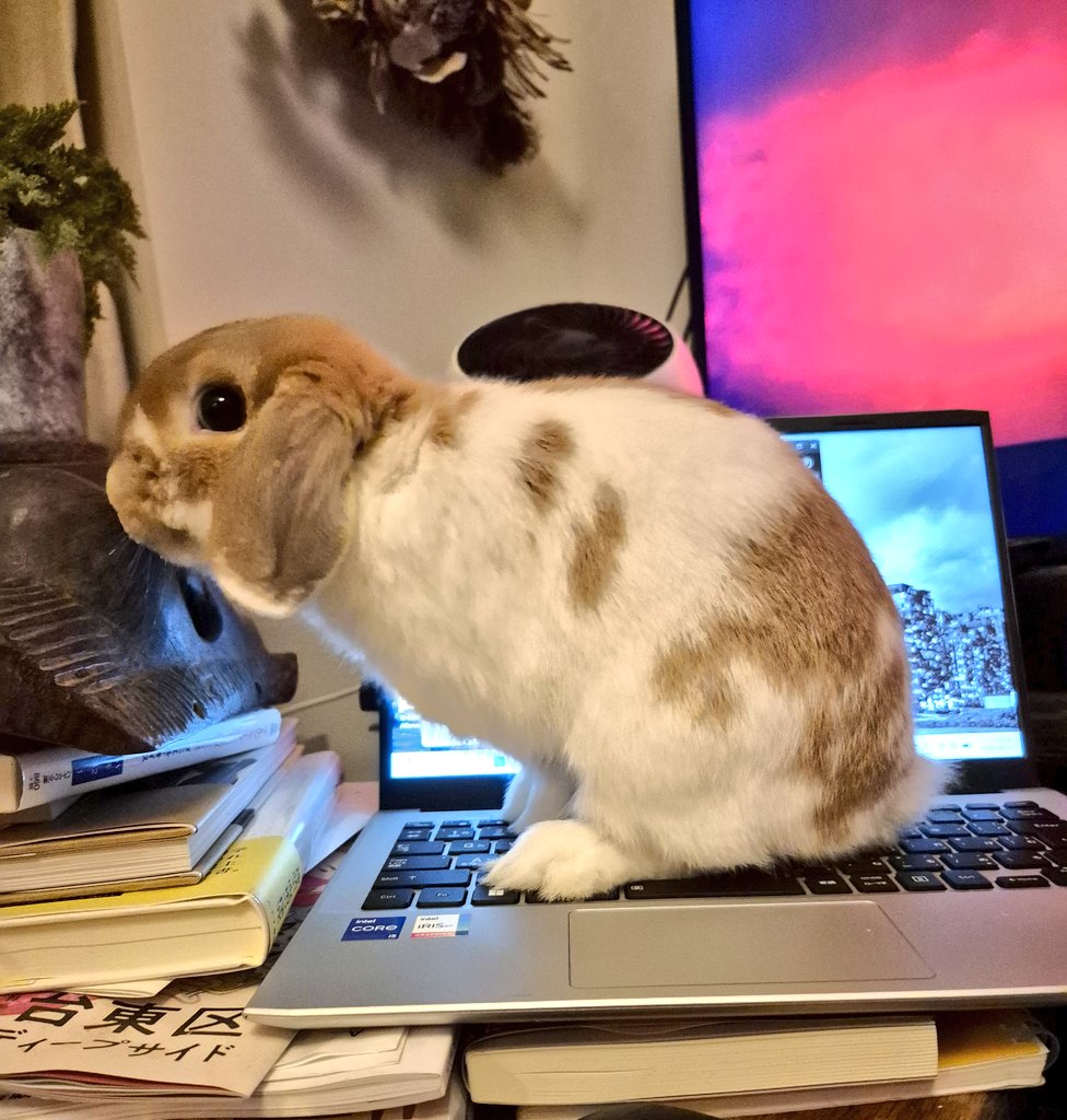 レプちゃん@ホーランドロップ tweet media