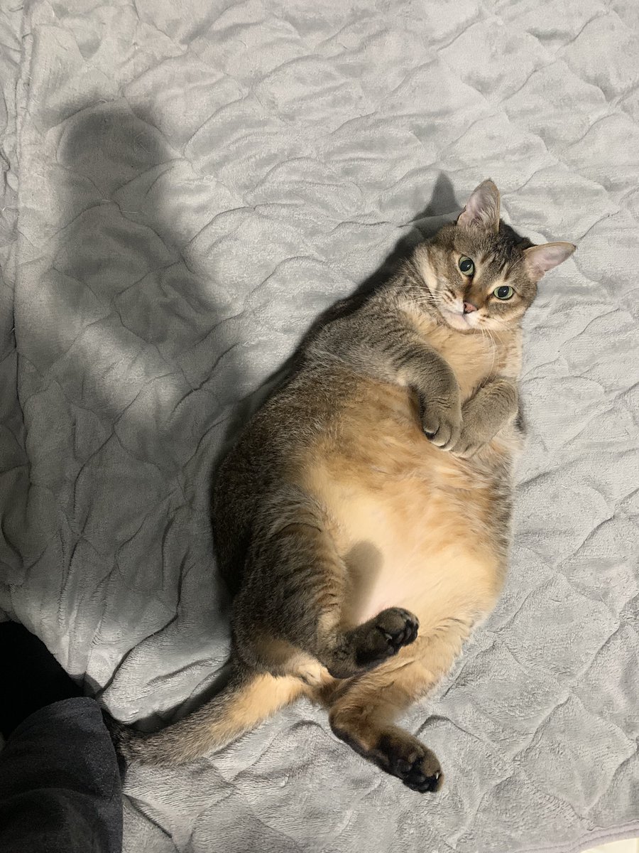 あっふぁーω@金曜日はにゃんたま倶楽部✨ω✨ tweet media