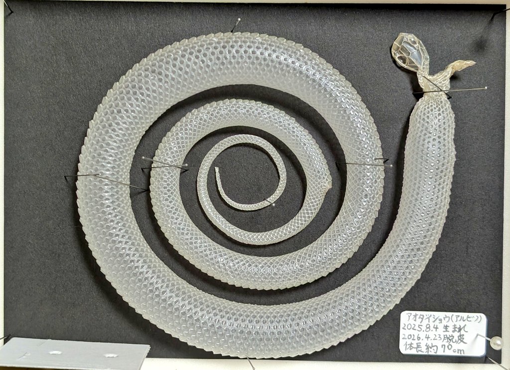 ユキちゃんの脱皮殻に空気を入れて乾燥させました。世界に一つのかっこいい標本になったと思います✨️顔の辺りは、もう少しいい感じにしたかったですがこれが限界でした。いい作り方があれば教えて下さい😣