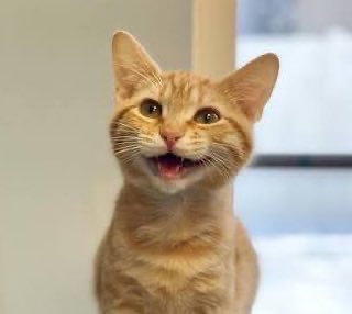 Saad RYS 💚 tweet media