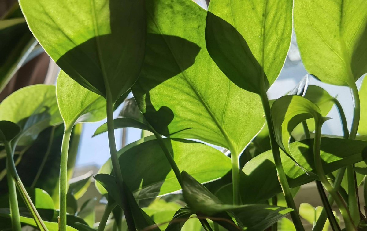 SexyRiyadhGuy tweet media