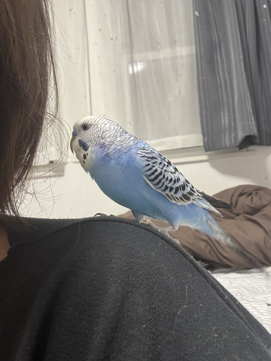 ari73ssclkc's tweet photo. 飼い主さーん、見てたら連絡待ってまーす。
可愛いので早くしないと帰したくなくなっちゃいます😅
#セキセイインコ #水色 #静岡市 #保護 https://t.co/XkZYjOTjX9