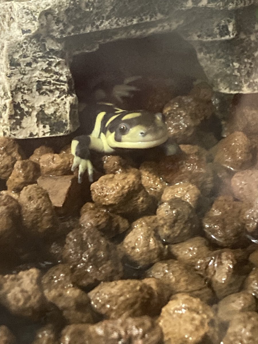 ポチわさ tweet media