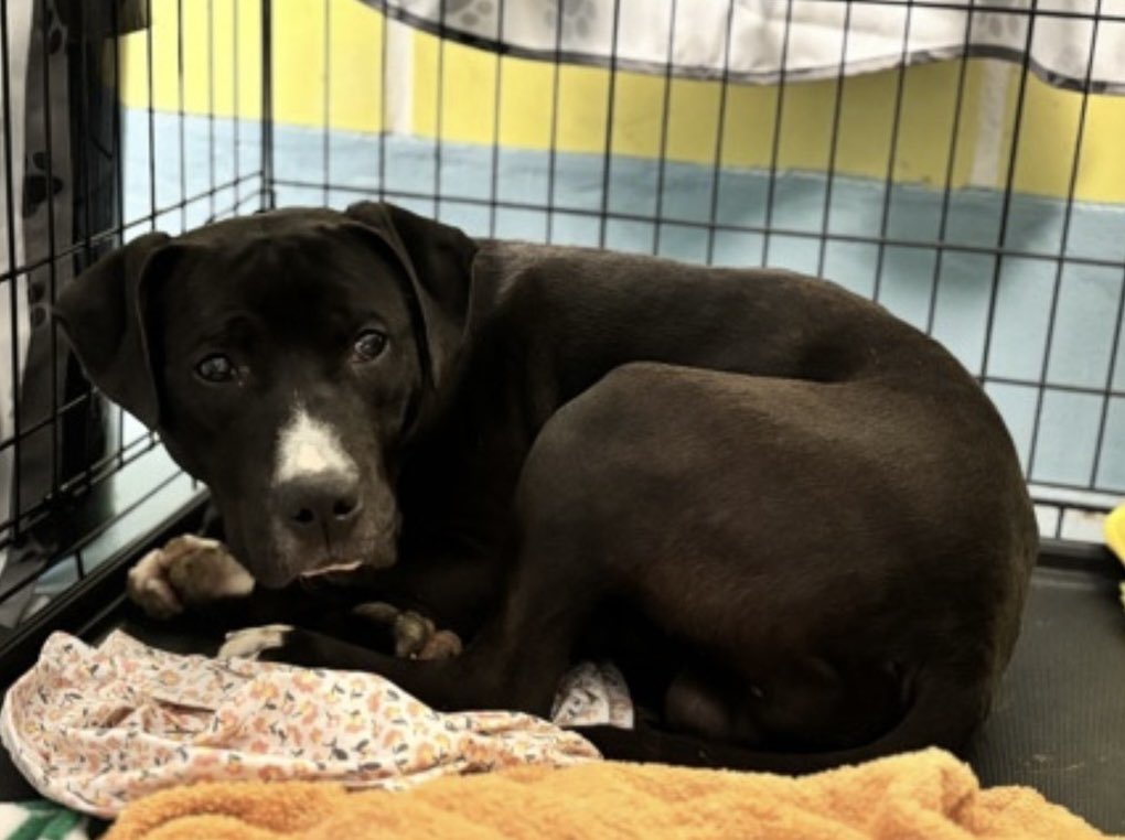 🚨 🆕 💉🎯 • 🆕 Hope 🛟 Only 🚨🎯

Ben is a 1️⃣ yr old puppy boy who arrived at the Queens Pound in NYC
5️⃣ days ago as a “stray” Another pup joined him in detention at NYCACC☹️

🆔 2️⃣5️⃣2️⃣4️⃣4️⃣7️⃣• 4️⃣3️⃣ pounds 

Limited Bio ℹ️ 🔗 ⬇️ 

nycacc.app/#/browse/252447

Ben is terrified Ebony