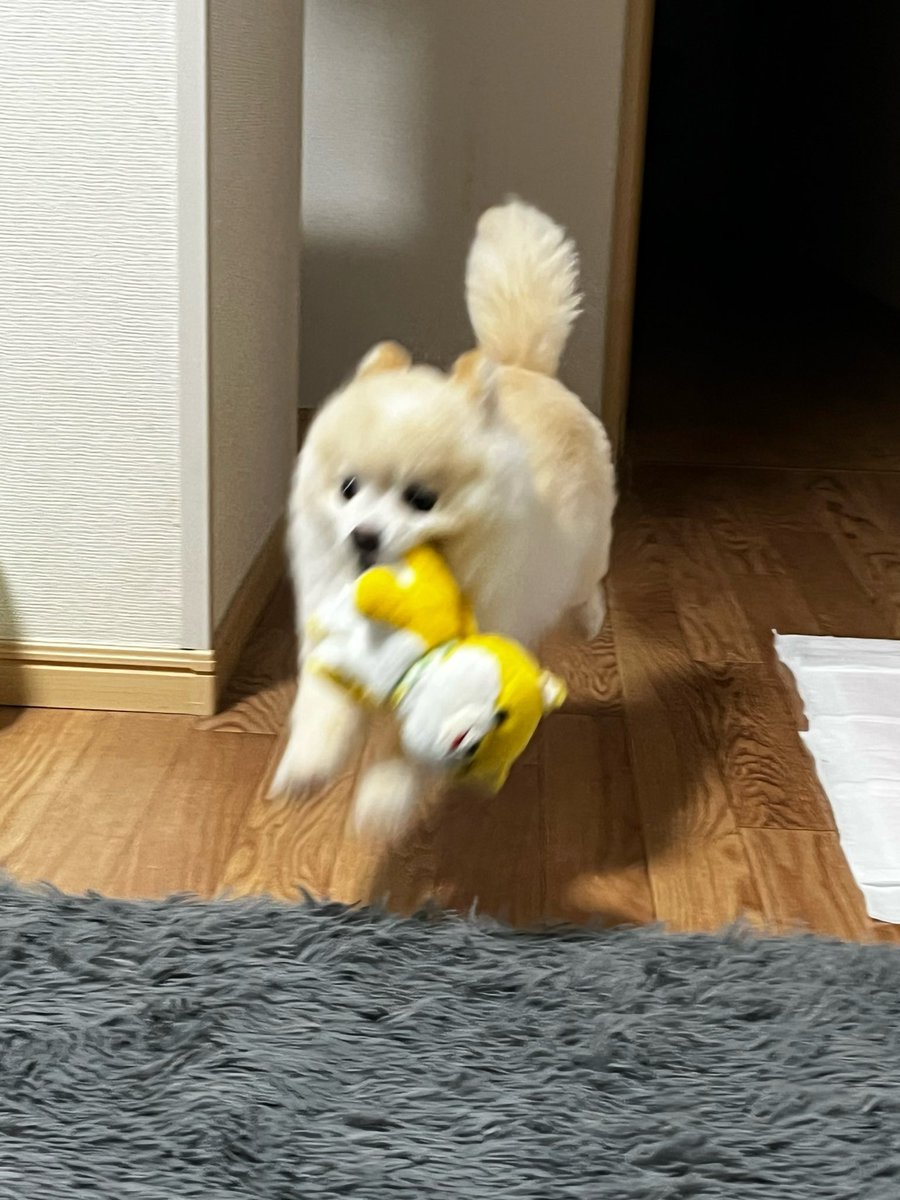 ぽんすけ大先生 tweet media