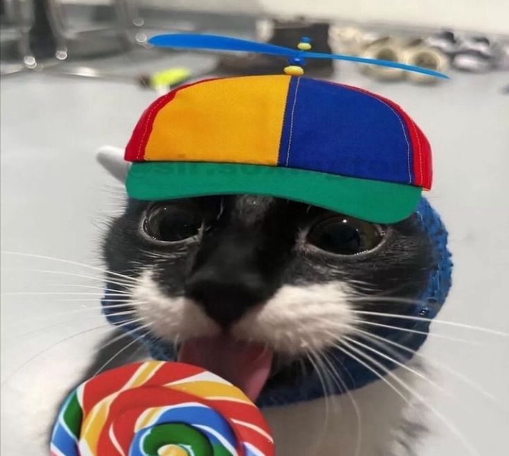 richehdenguinho tweet media