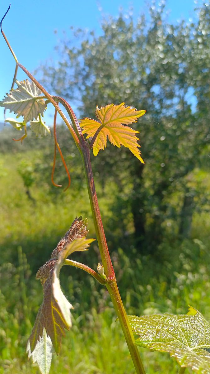 winemakerParisi tweet picture