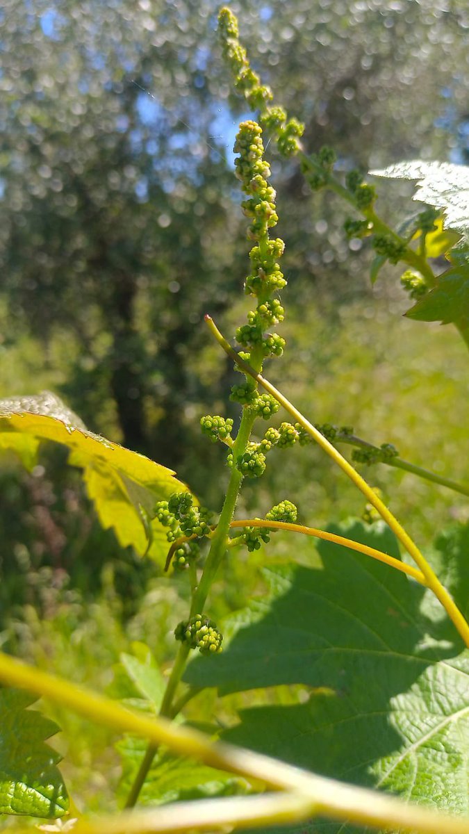 winemakerParisi tweet picture