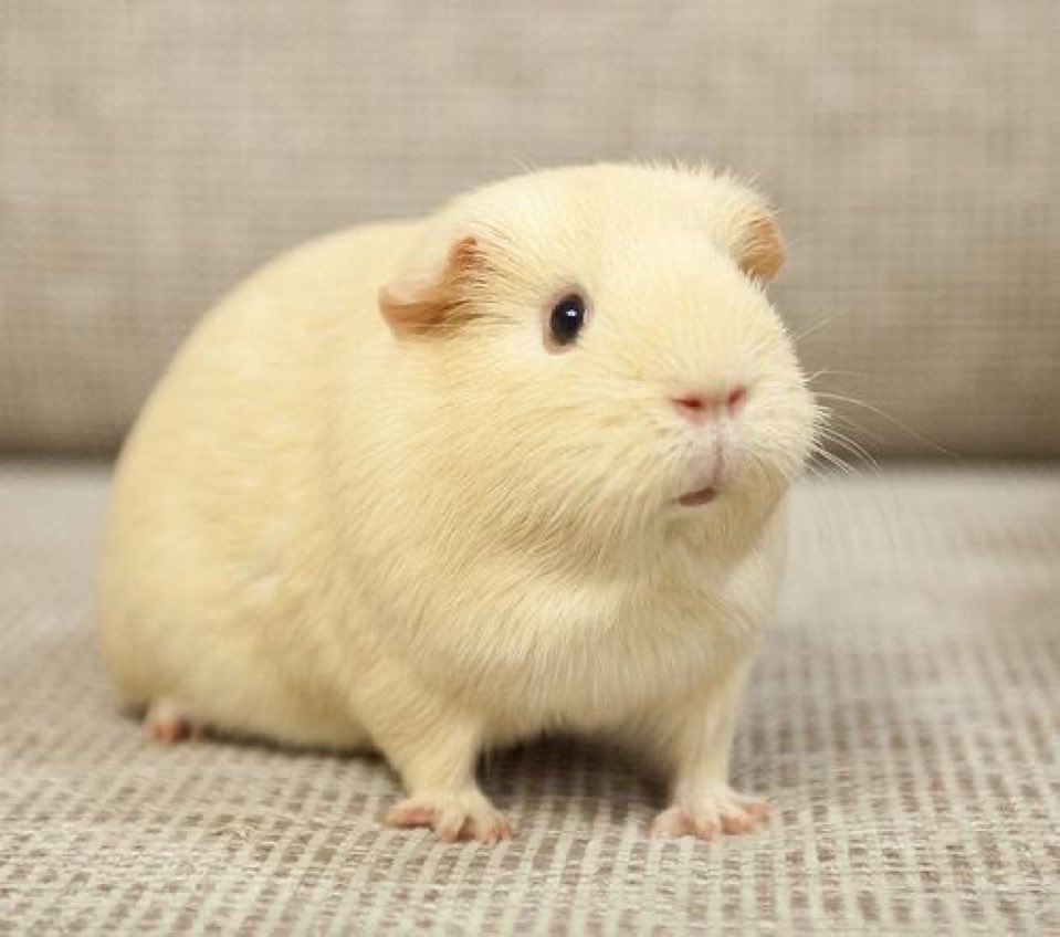 애국운동가 tweet media