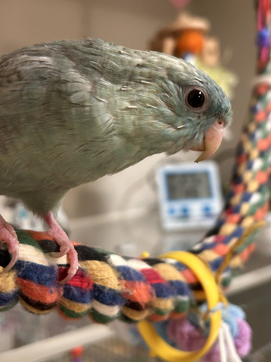 丸ちゃん tweet media