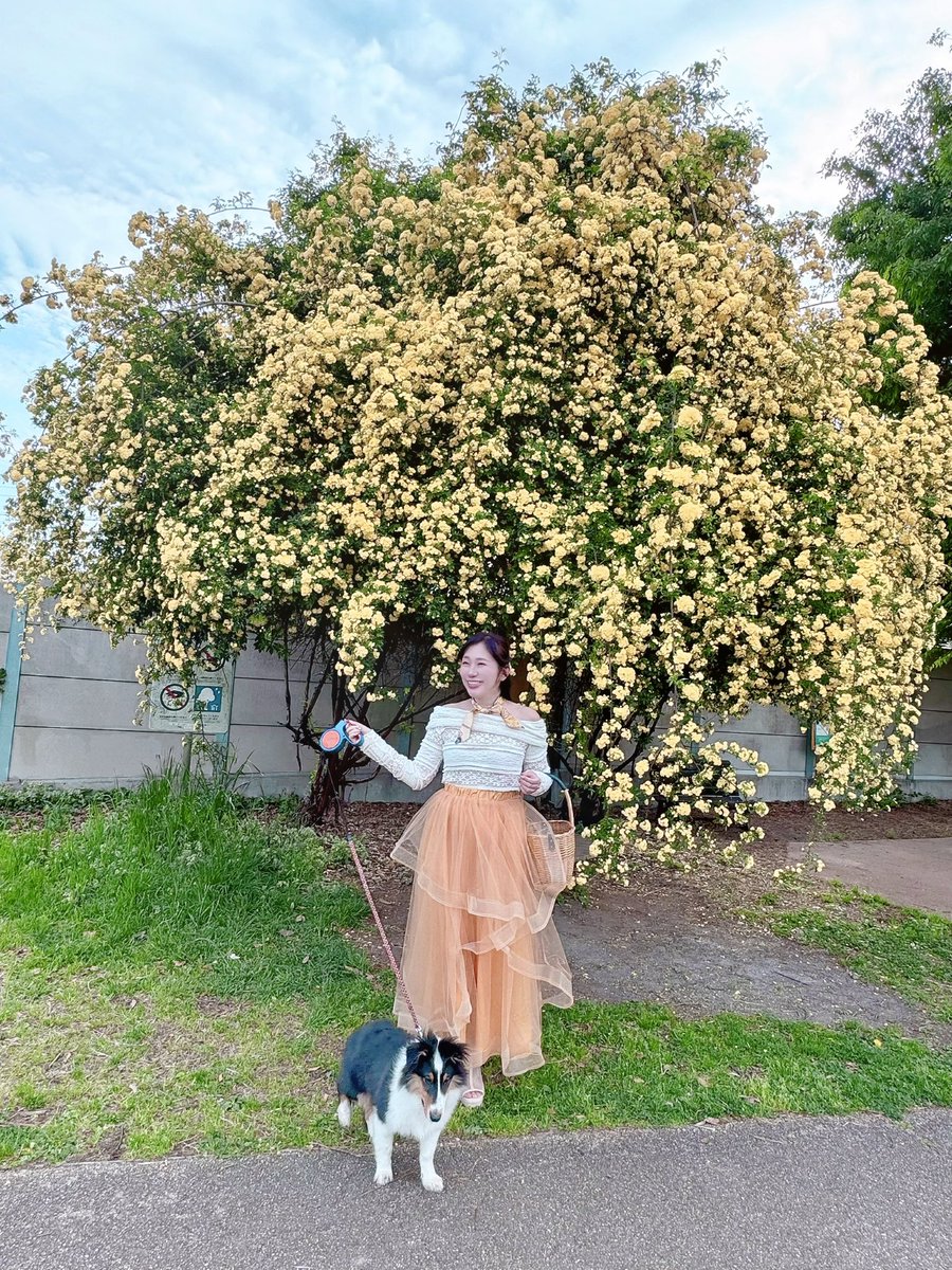 西村華奈穂 tweet media