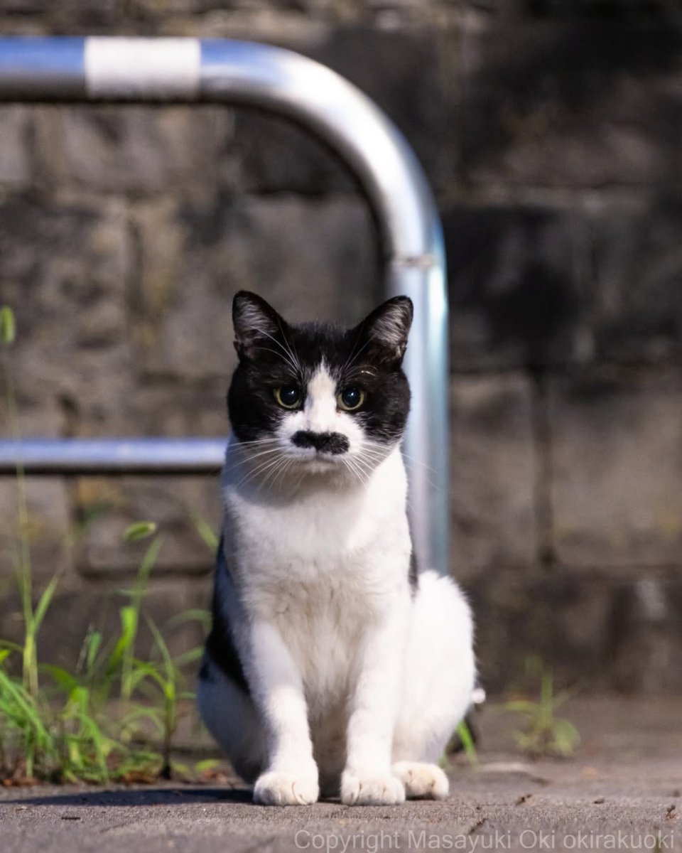 folkative tweet media