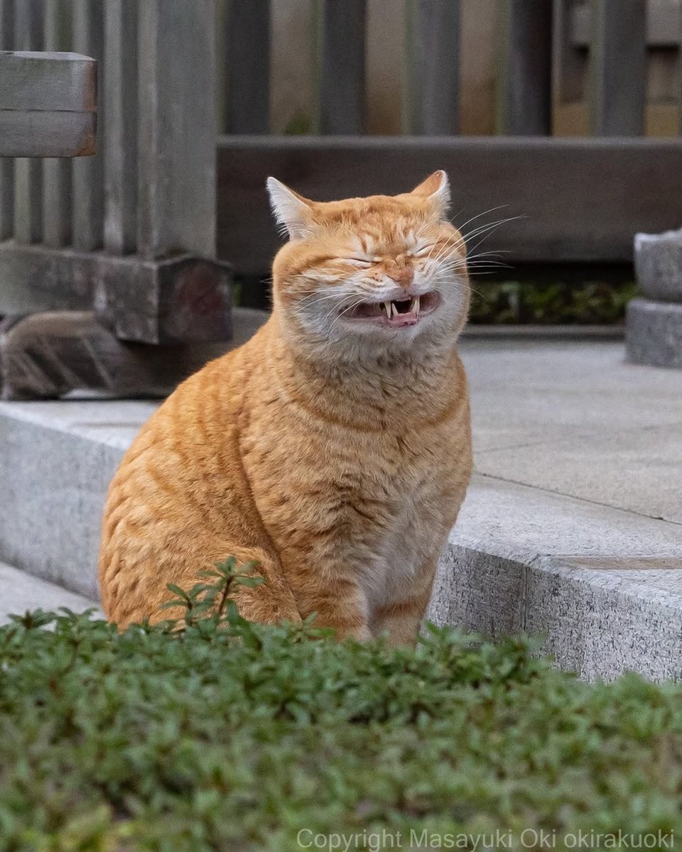 folkative tweet media